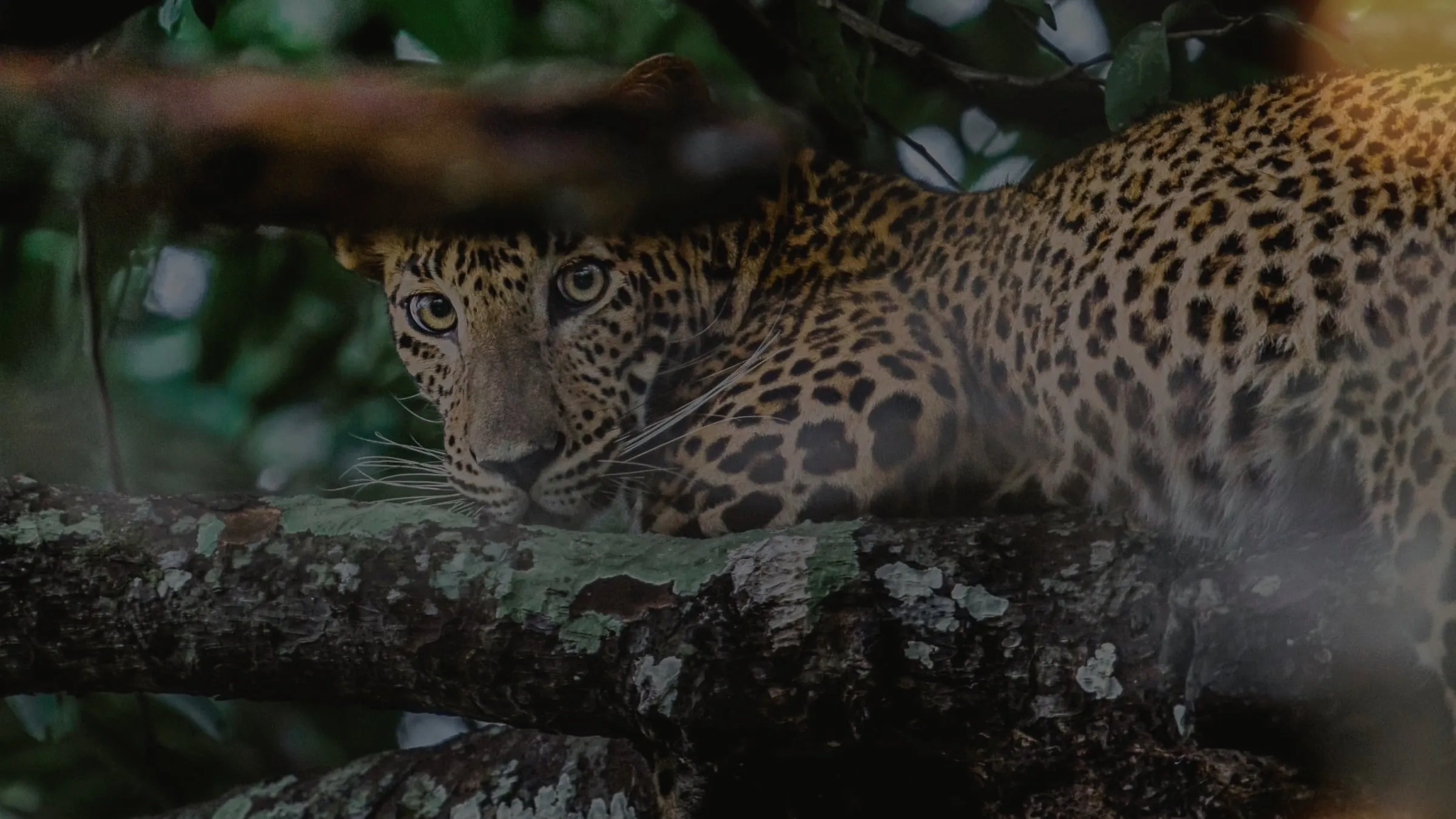 A leopard peering from behind a mossy branch in dark forest.