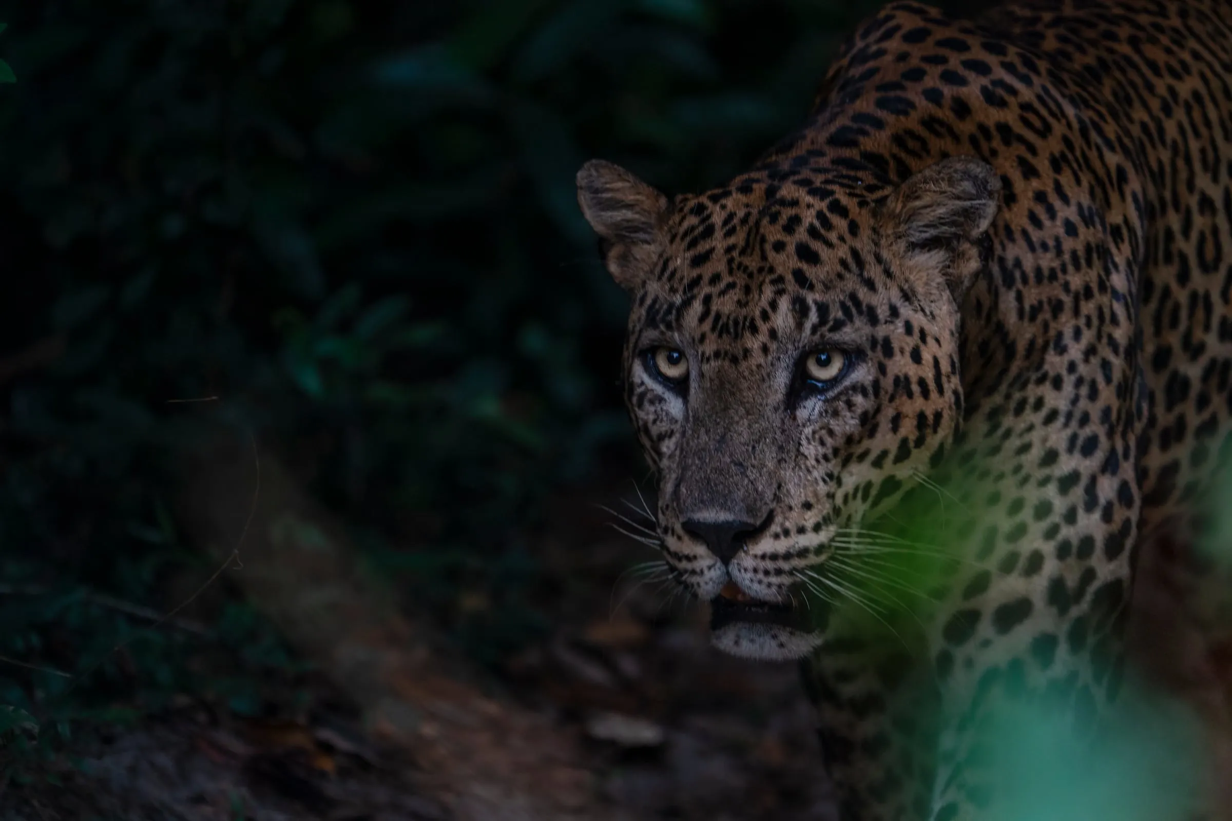 A leopard emerging from dark forest, eyes fixed ahead.